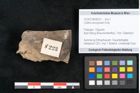 Foto (Objekt + Etikett) von Callitris brongniartii Endl. (NHMW-GEO-2024-0188-8223)